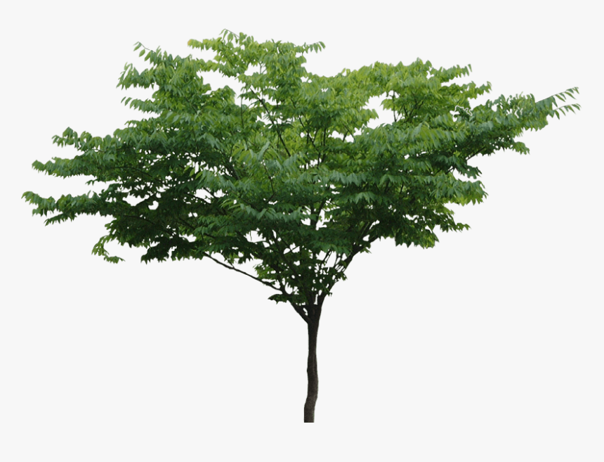 Detail Trees Transparent Background Nomer 30