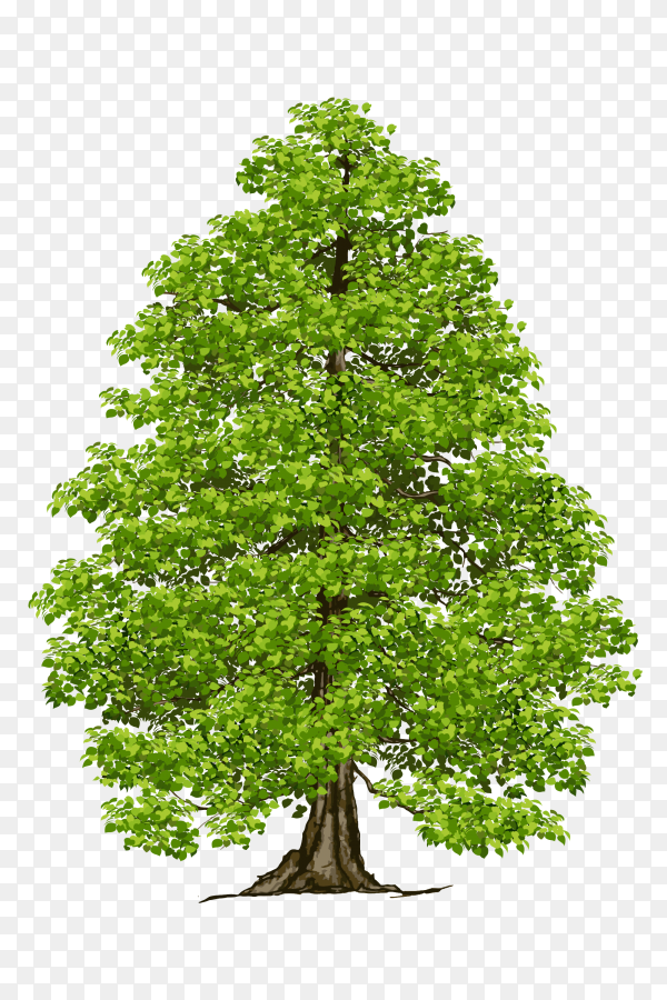 Detail Trees Transparent Background Nomer 52