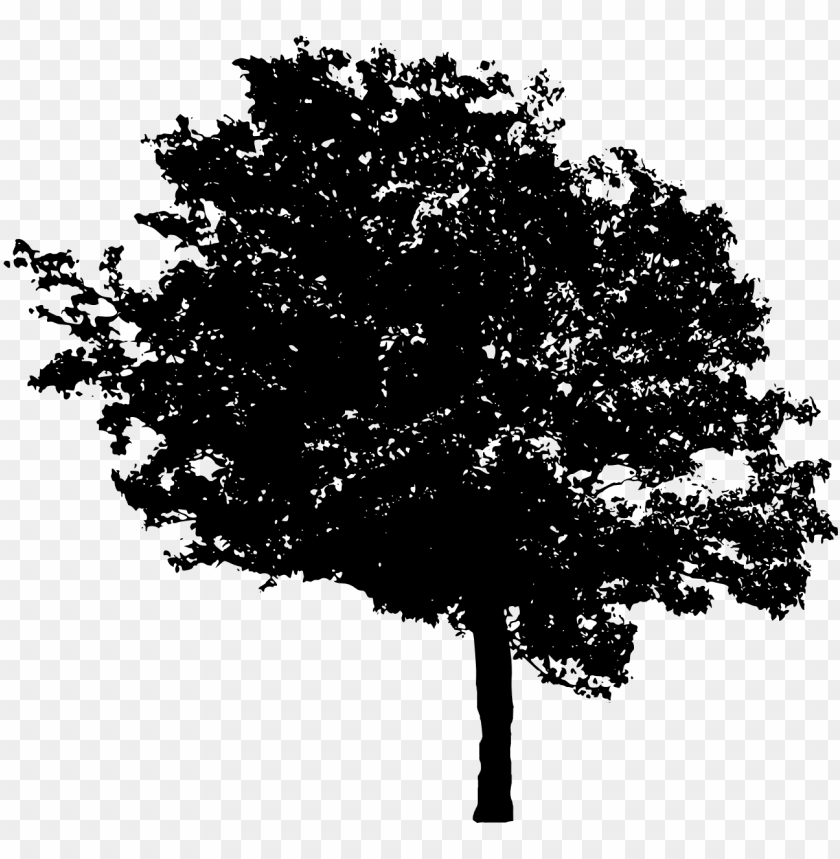 Detail Trees With Transparent Background Nomer 25