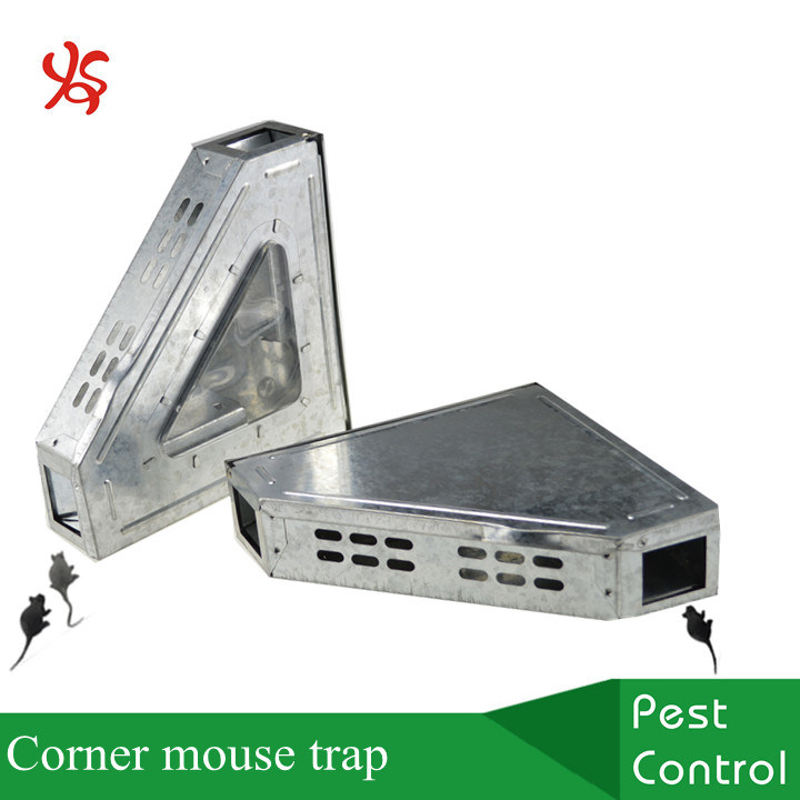 Detail Triangle Mouse Trap Nomer 4