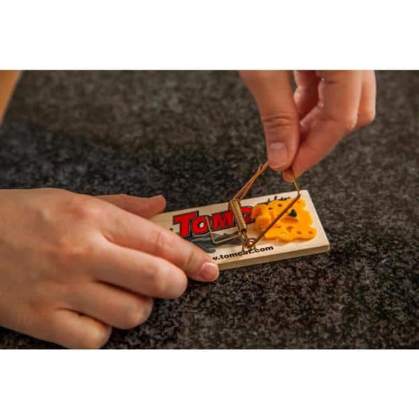 Detail Triangle Mouse Trap Nomer 41