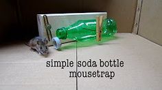 Detail Triangle Mouse Trap Nomer 55
