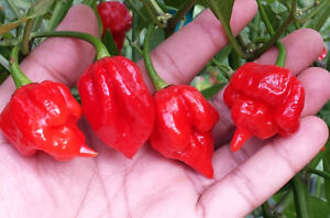 Detail Trinidad Scorpion Butch T Nomer 10