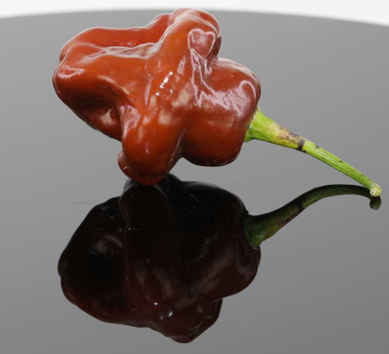 Detail Trinidad Scorpion Butch T Nomer 13