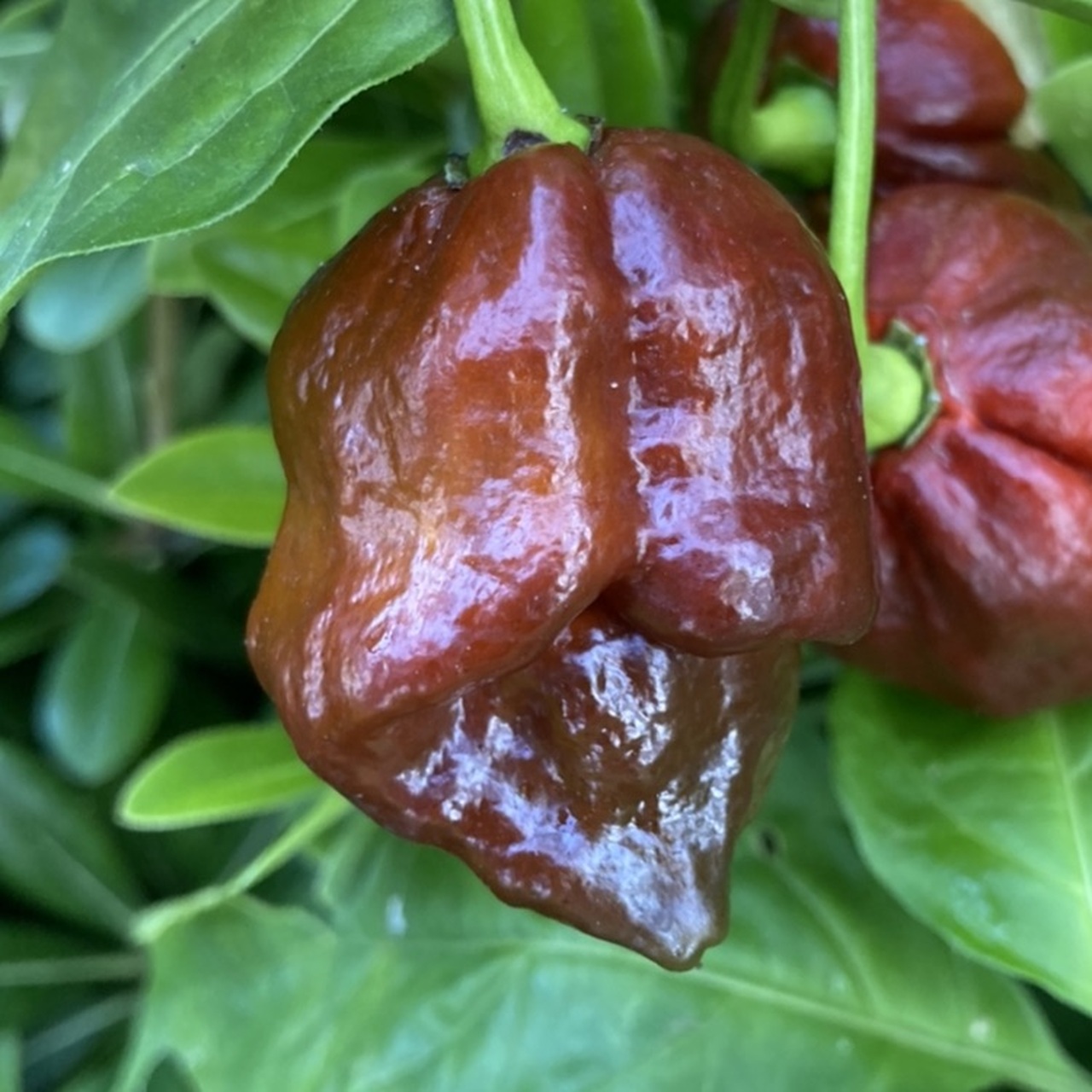 Detail Trinidad Scorpion Butch T Nomer 19