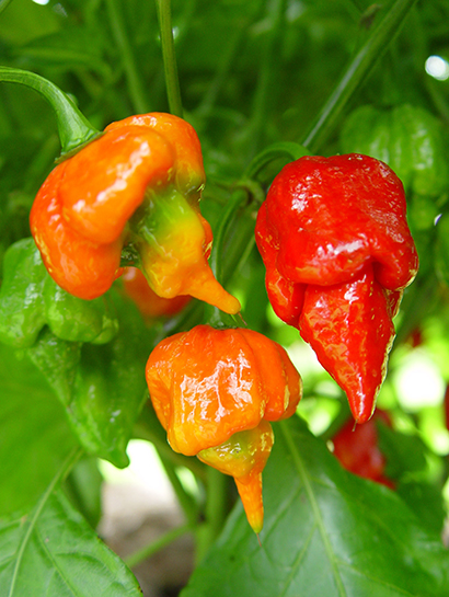 Detail Trinidad Scorpion Butch T Nomer 21