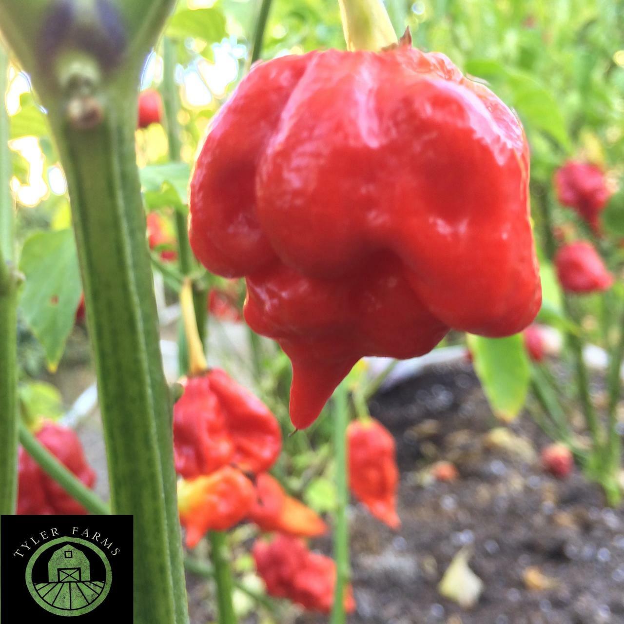 Detail Trinidad Scorpion Butch T Nomer 22