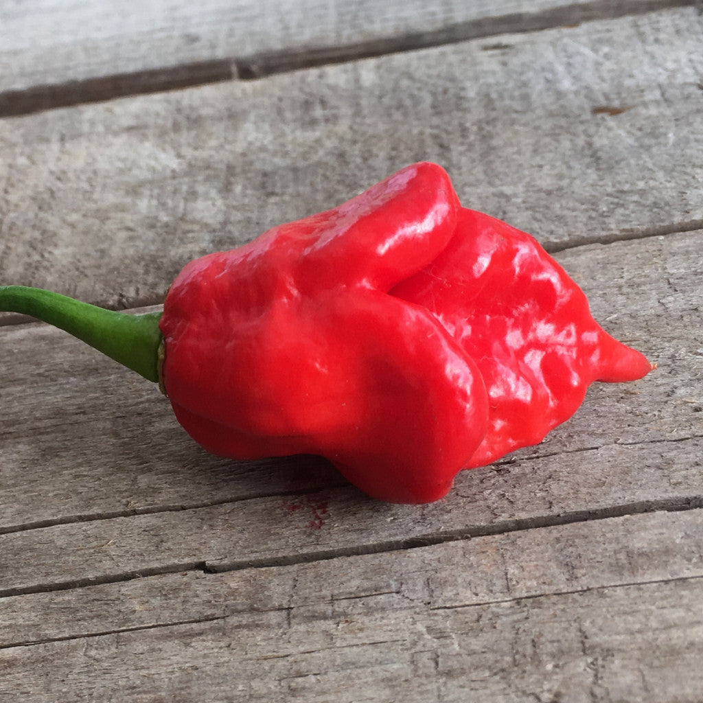 Detail Trinidad Scorpion Butch T Nomer 40