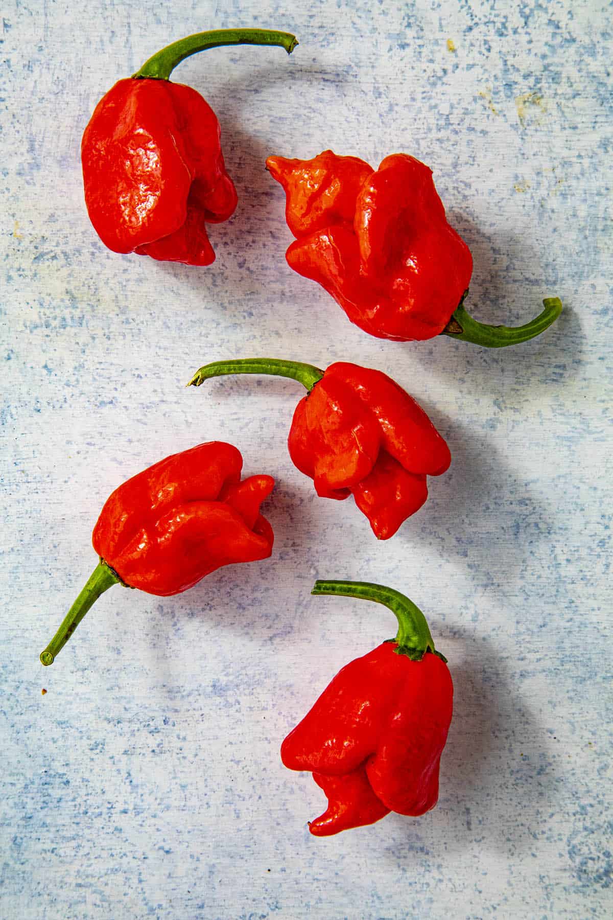 Detail Trinidad Scorpion Butch T Nomer 48