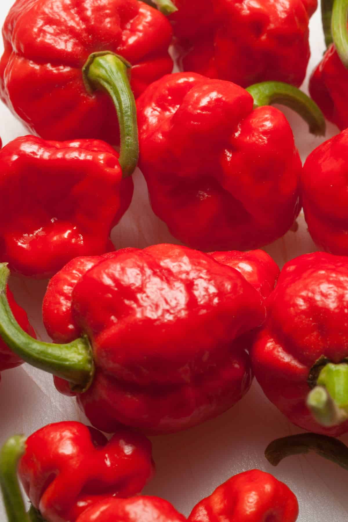 Detail Trinidad Scorpion Butch T Nomer 50