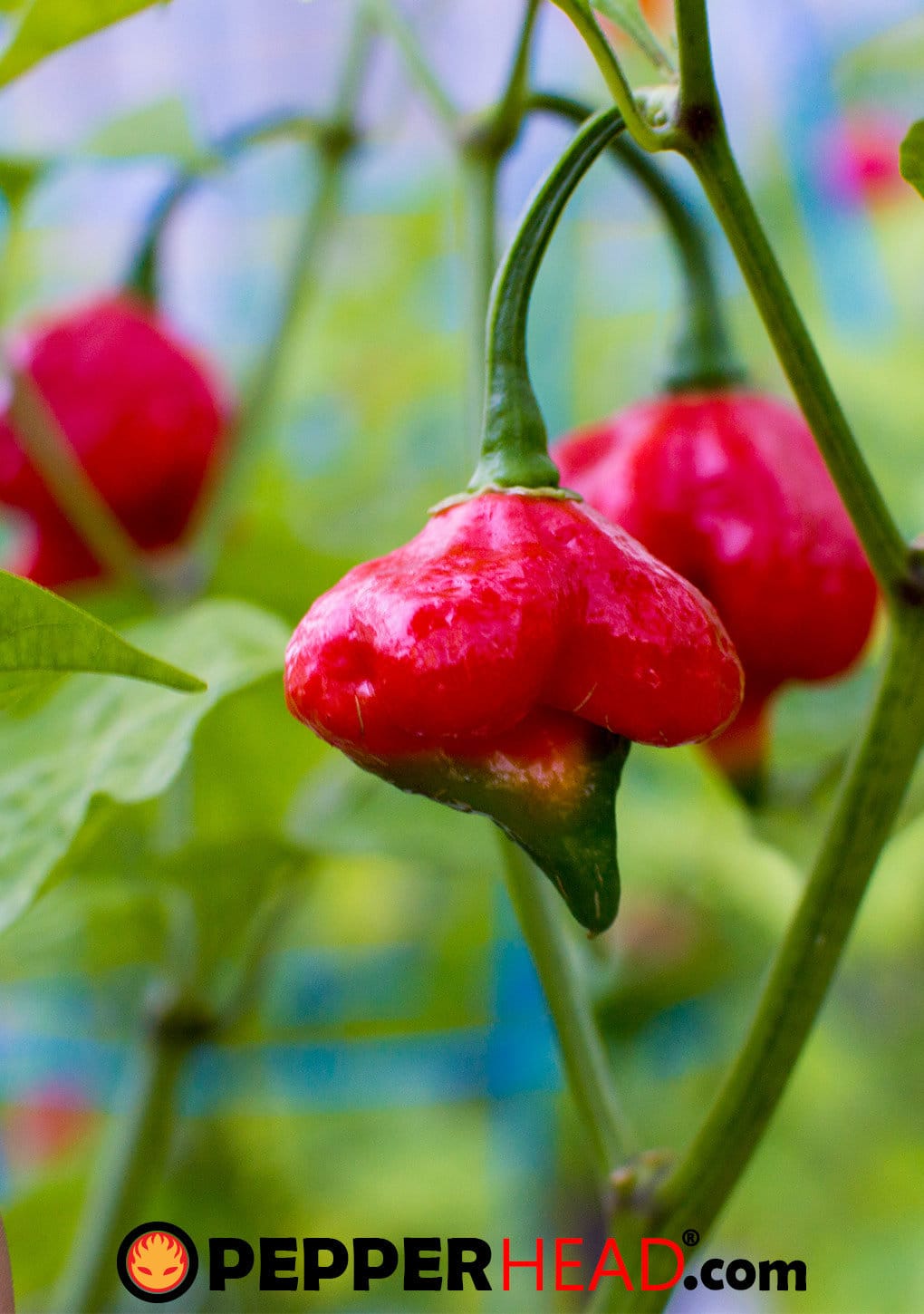 Detail Trinidad Scorpion Butch T Nomer 53