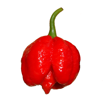 Detail Trinidad Scorpion Butch T Nomer 6