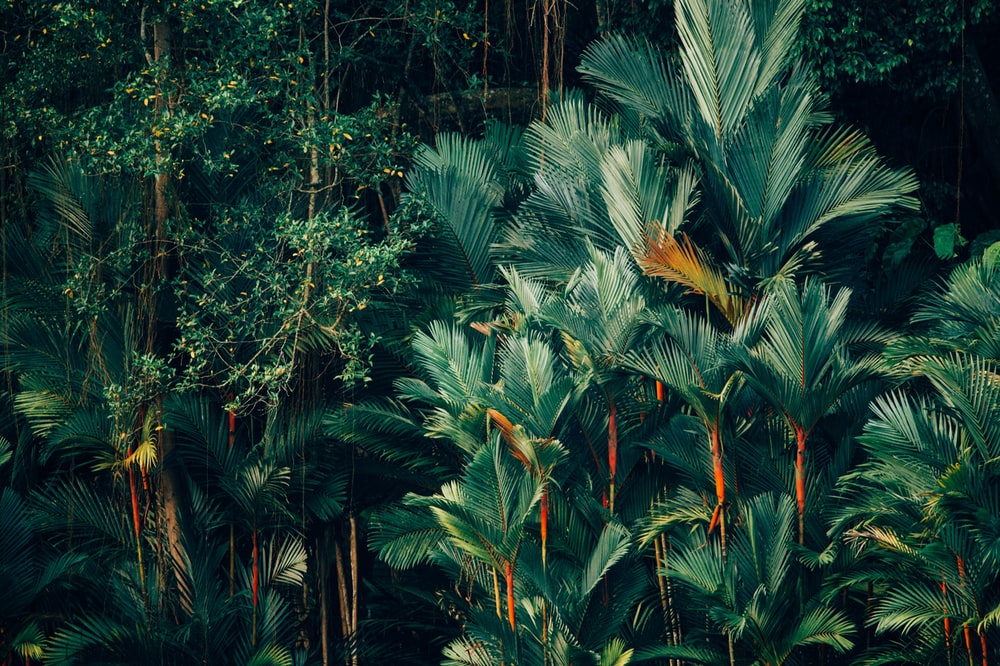 Tropical Background Hd - KibrisPDR