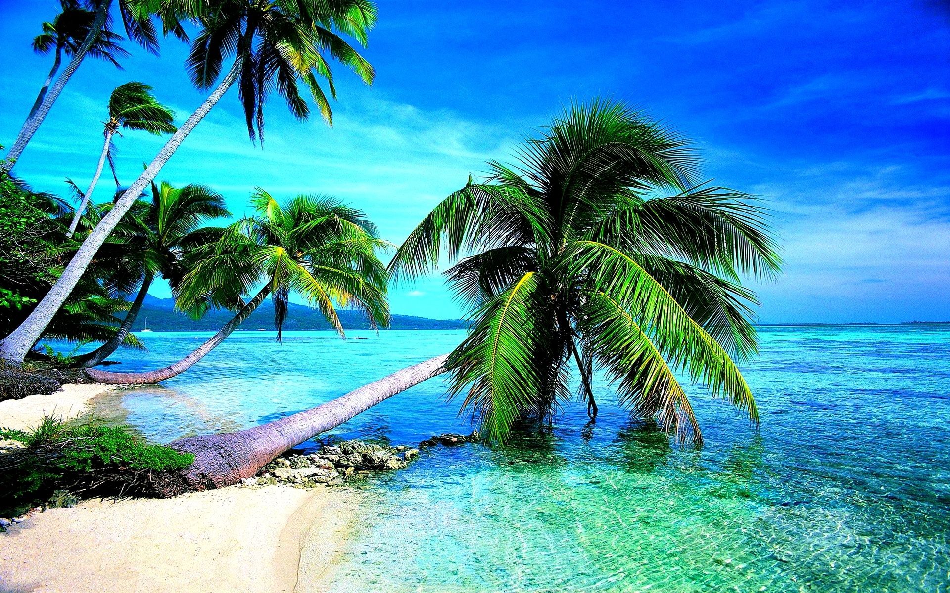 Detail Tropical Background Hd Nomer 32
