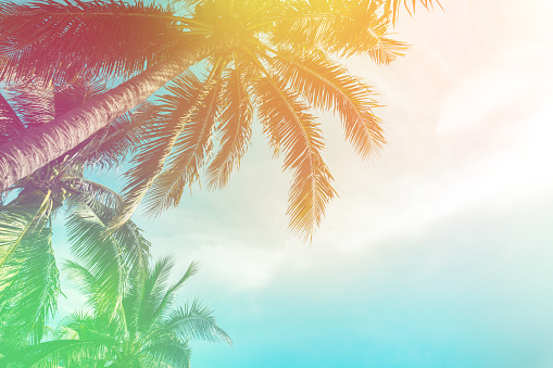 Detail Tropical Background Hd Nomer 39