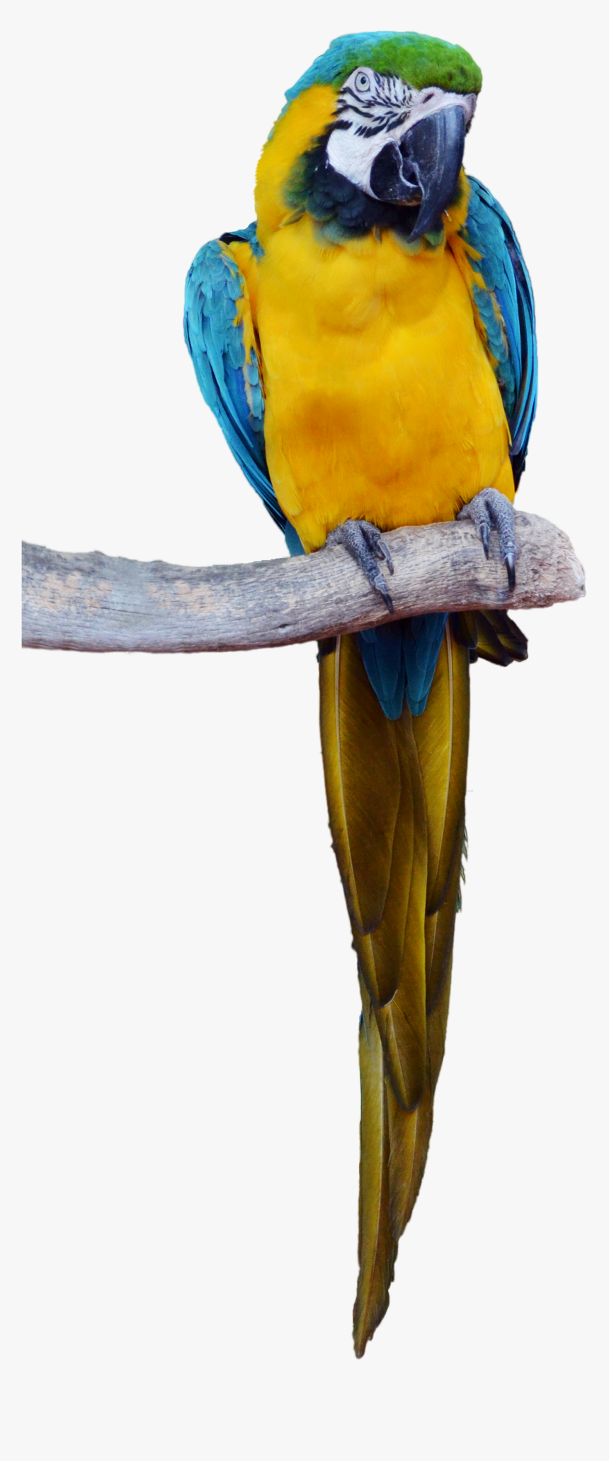 Tropical Bird Png - KibrisPDR