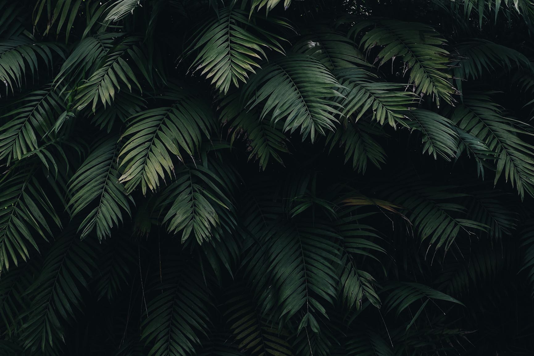 Detail Tropical Forest Wallpaper Nomer 20