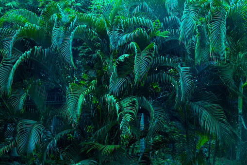 Detail Tropical Jungle Wallpaper Nomer 2