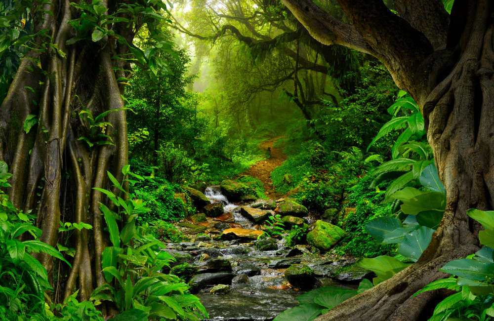 Download Tropical Jungle Wallpaper Nomer 15