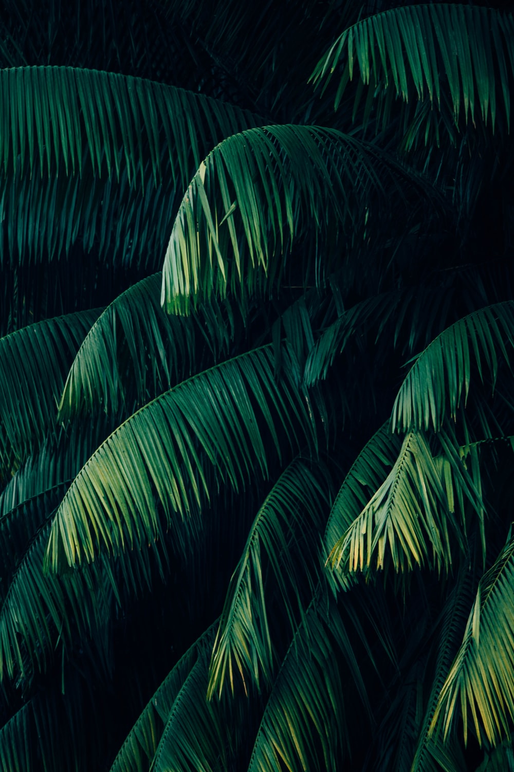 Detail Tropical Jungle Wallpaper Nomer 33