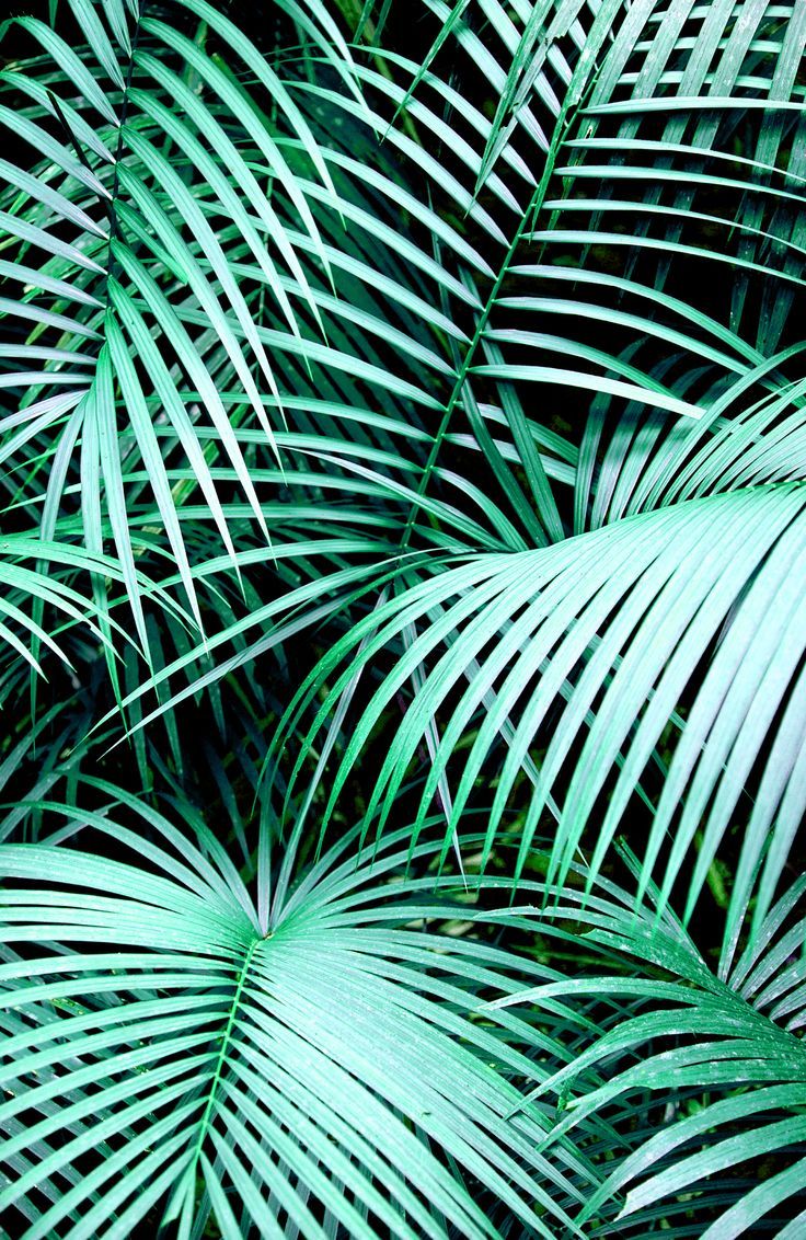 Tropical Leaves Tumblr - KibrisPDR