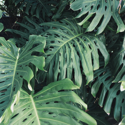 Detail Tropical Leaves Tumblr Nomer 3