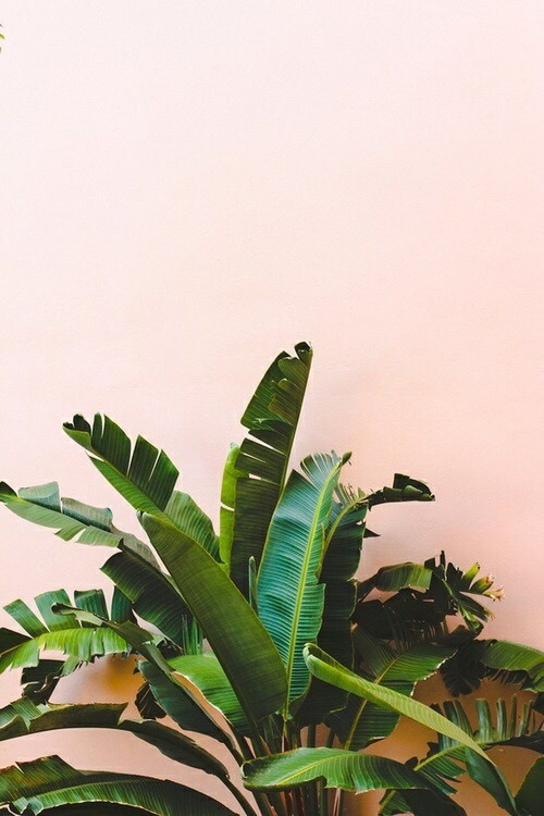 Detail Tropical Leaves Tumblr Nomer 25