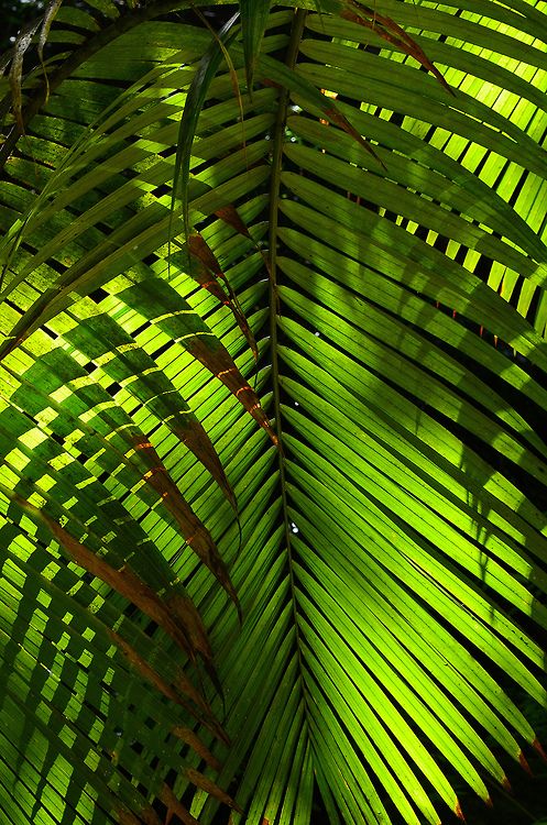 Detail Tropical Leaves Tumblr Nomer 29