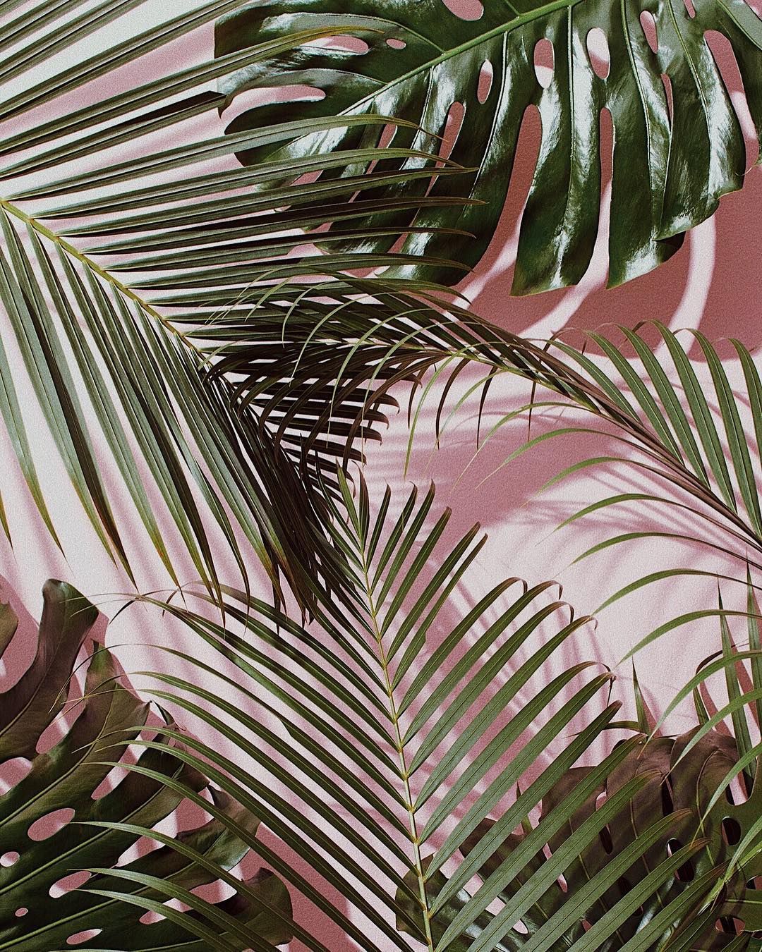 Detail Tropical Leaves Tumblr Nomer 33