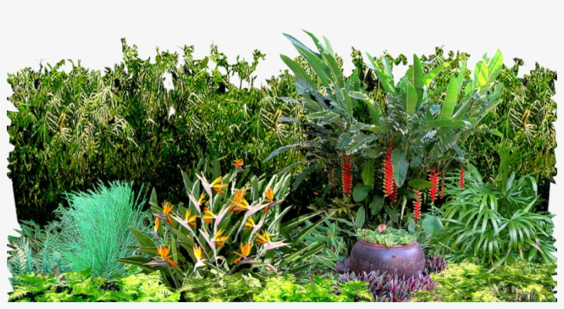 Detail Tropical Plant Png Nomer 42