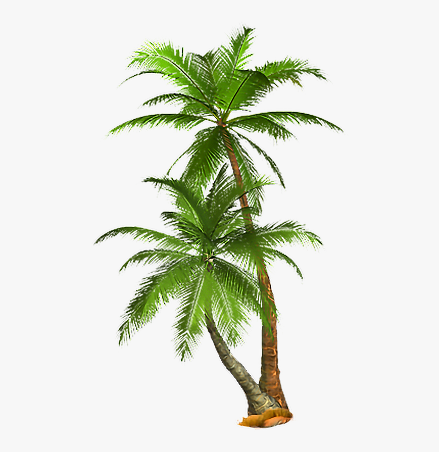 Tropical Trees Png - KibrisPDR