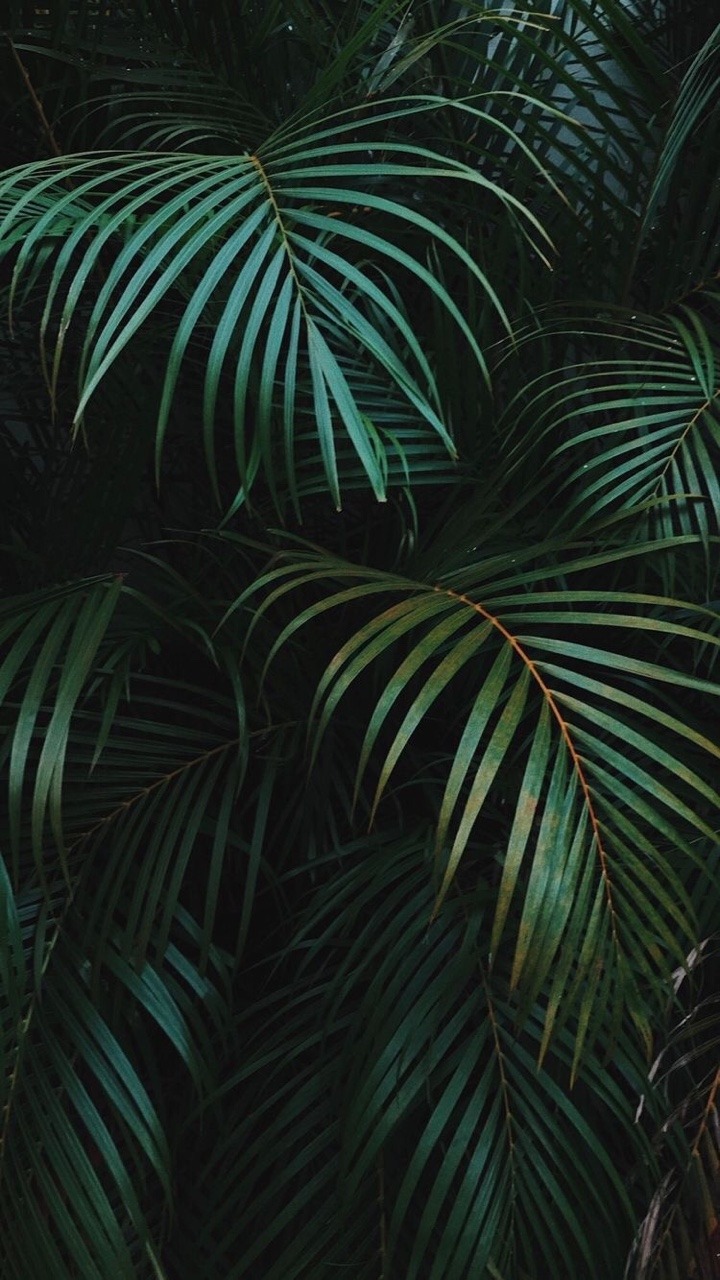 Detail Tropical Tumblr Backgrounds Nomer 25