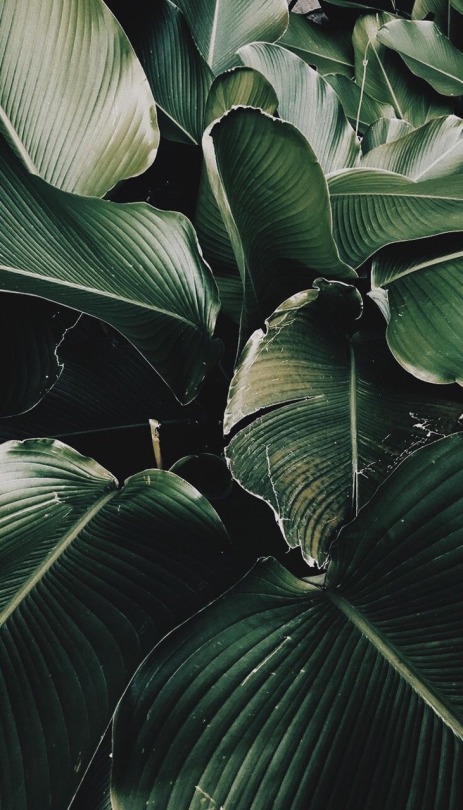 Detail Tropical Tumblr Backgrounds Nomer 29