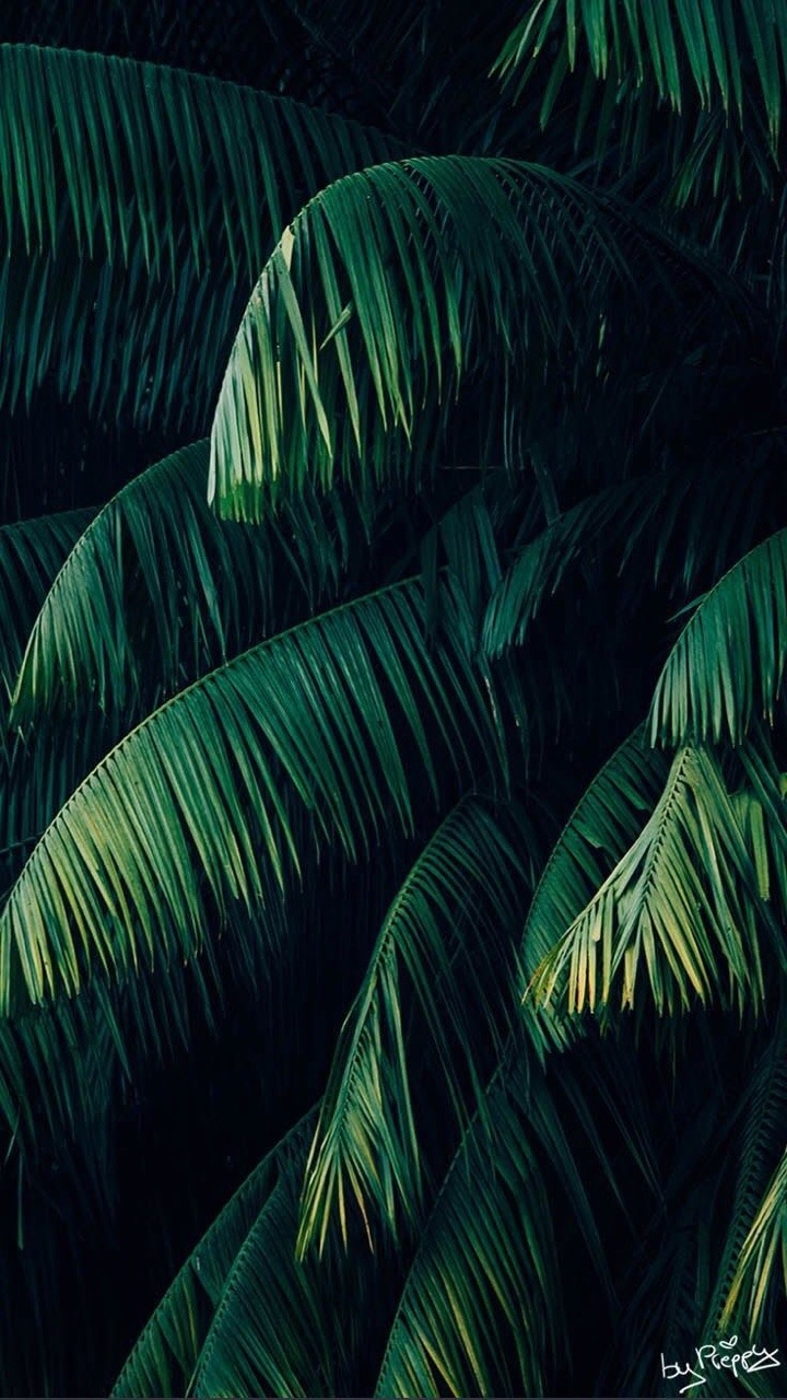 Detail Tropical Tumblr Wallpaper Nomer 6