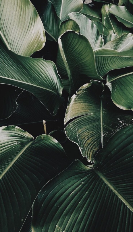 Detail Tropical Wallpaper Tumblr Nomer 26