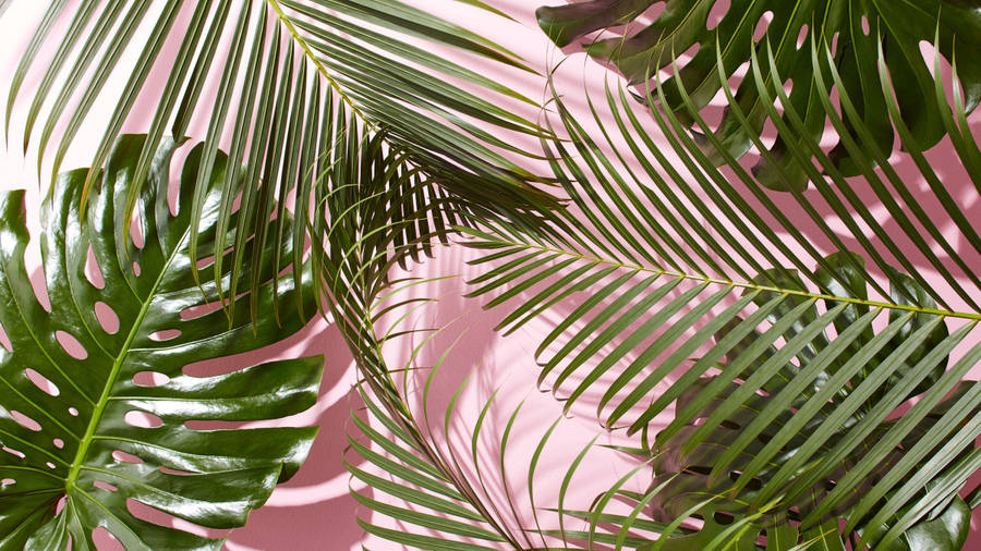 Detail Tropical Wallpaper Tumblr Nomer 38