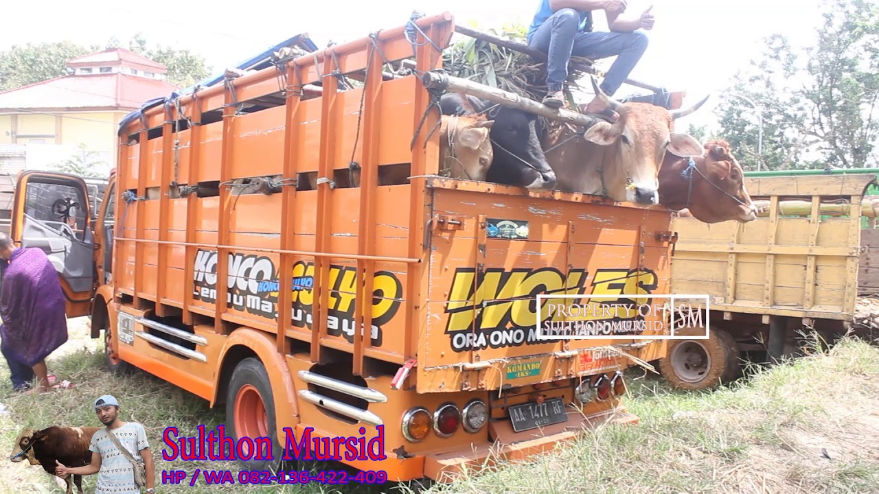 Truk Muat Sapi - KibrisPDR