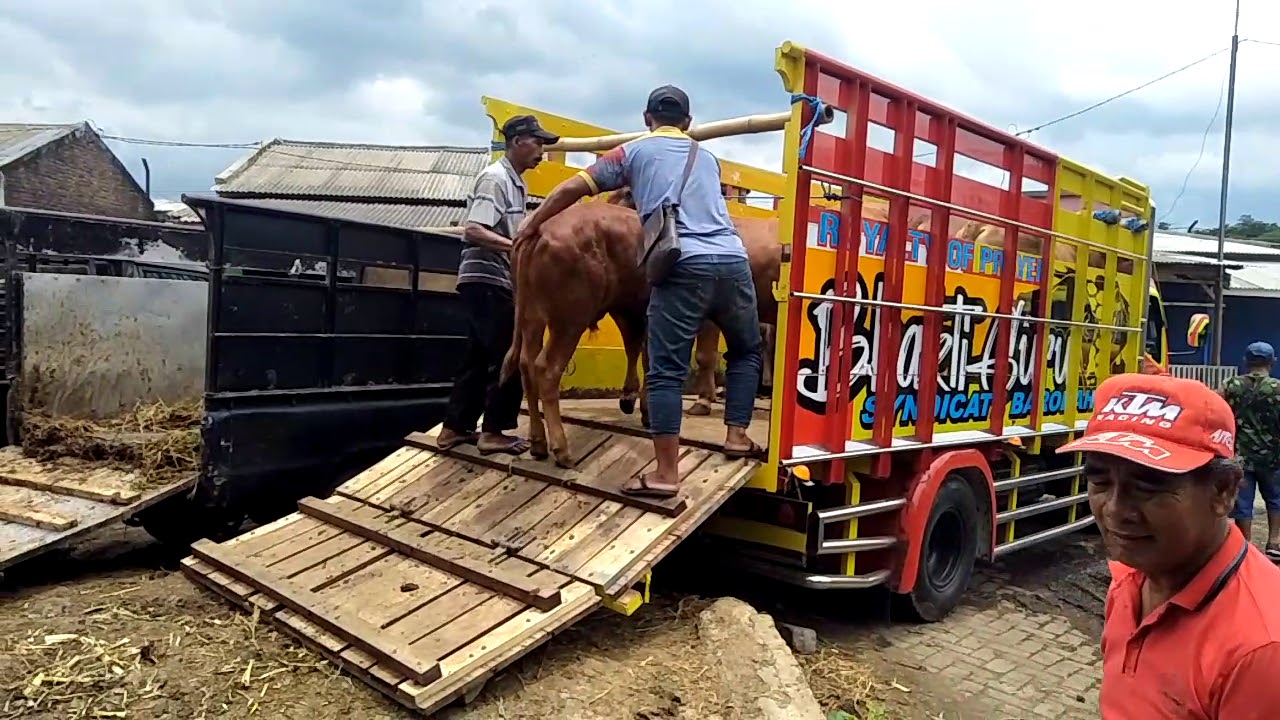 Detail Truk Muat Sapi Nomer 2