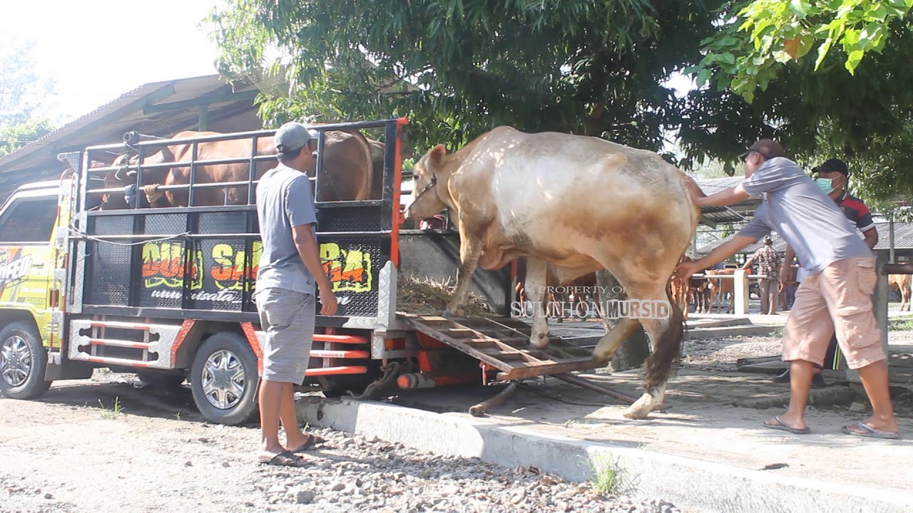 Detail Truk Muat Sapi Nomer 4