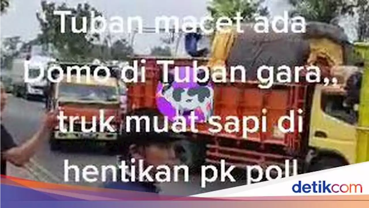 Detail Truk Muat Sapi Nomer 43