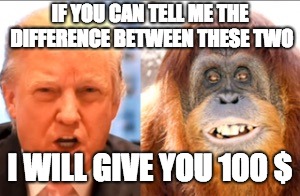 Detail Trump Orangutan Meme Nomer 2