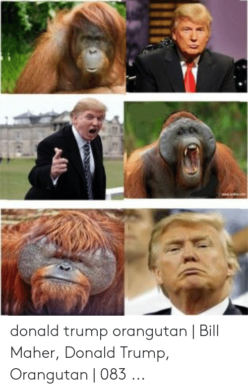 Detail Trump Orangutan Meme Nomer 12