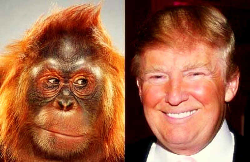 Detail Trump Orangutan Meme Nomer 14