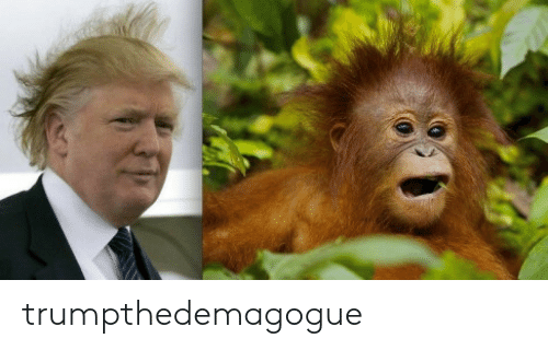 Detail Trump Orangutan Meme Nomer 16