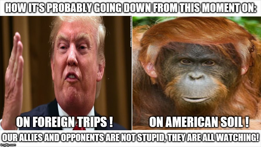 Detail Trump Orangutan Meme Nomer 3