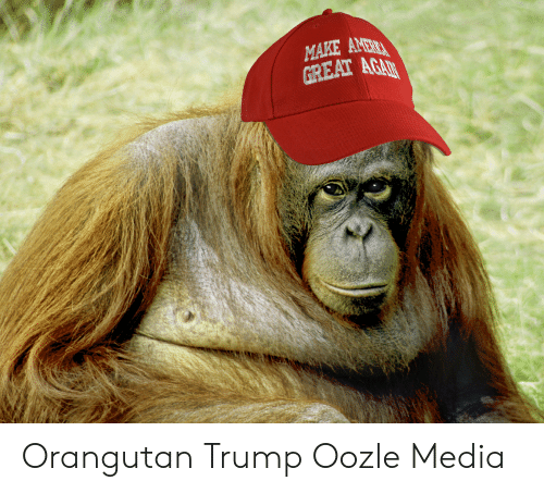 Detail Trump Orangutan Meme Nomer 23