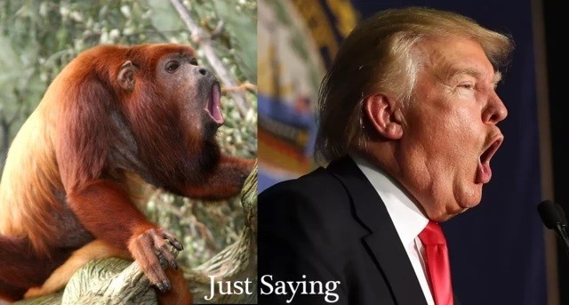 Detail Trump Orangutan Meme Nomer 41