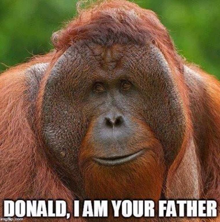 Detail Trump Orangutan Meme Nomer 43