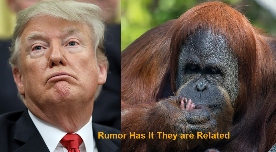 Detail Trump Orangutan Meme Nomer 50