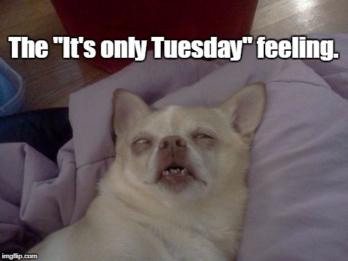 Detail Tuesday Dog Meme Nomer 24